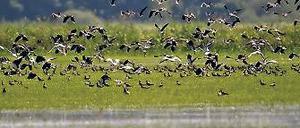 Sumpfig. Die Senken auf den Wiesen sind im Winter und Frühjahr feucht.