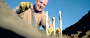 Da ist er. Der erste Spargel aus Klaistow.