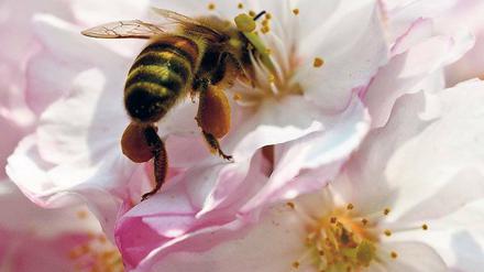 Fleißige Bienchen. Viele Pflanzen brauchen die Tiere zur Fortpflanzung.