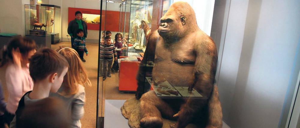 Nur keine Langeweile aufkommen lassen. Auch Kinder können für Museumsbesuche begeistert werden – wie hier im Berliner Naturkundemuseum. Das Potsdam Museum bietet dafür spezielle Programme an.