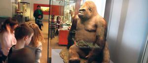 Nur keine Langeweile aufkommen lassen. Auch Kinder können für Museumsbesuche begeistert werden – wie hier im Berliner Naturkundemuseum. Das Potsdam Museum bietet dafür spezielle Programme an.