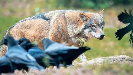 Er ist da. Ein Wolfsrudel hat sein Einzugsgebiet bis Ferch ausgedehnt.