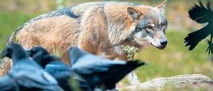 Er ist da. Ein Wolfsrudel hat sein Einzugsgebiet bis Ferch ausgedehnt.