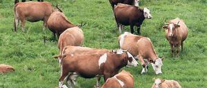 Artgerechte Rinderhaltung wie auf dem Foto will gelernt sein. Doch den Tieren in Geltow soll es schlecht ergangen sein. Ein Jungrind wurde stranguliert.