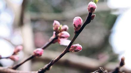 Früher Frühling. Die ersten Obstbäume in Potsdams Vorgärten blühen bereits.