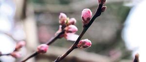 Früher Frühling. Die ersten Obstbäume in Potsdams Vorgärten blühen bereits.