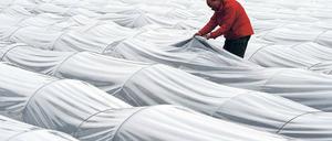 Folienzauber. Vor allem die großen Beelitzer Spargelhöfe setzen darauf.