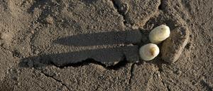 Bahnt sich seinen Weg: Der erste Spargel.