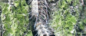 Vorsicht, Raupe! Spaziergänger und Hundehalter aus Potsdam und dem Umland müssen sich in diesem Jahr nicht mehr vor den giftigen Haaren des Eichenspinners fürchten.