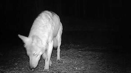 In der Kamerafalle. Ein Wolf im August 2012.