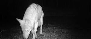 In der Kamerafalle. Ein Wolf im August 2012.