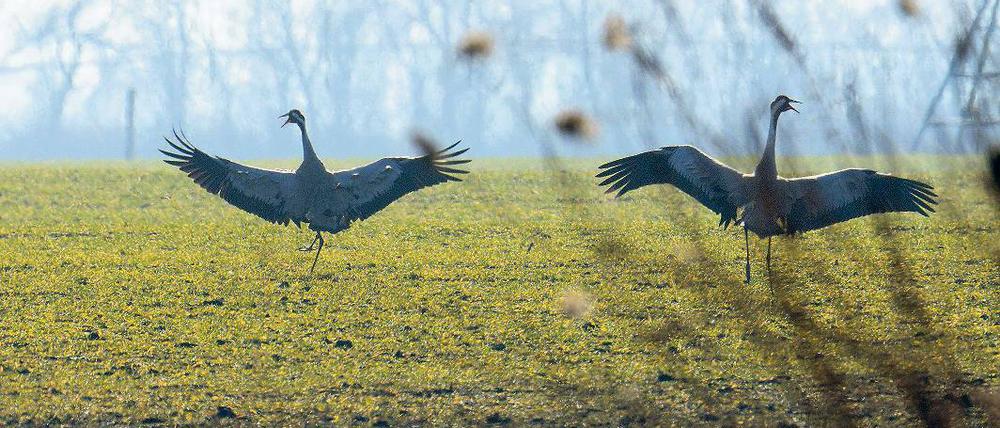 In Frühlingslaune. Die ersten Kraniche sind bereits auf dem Rückflug. In Brandenburg machen sie Zwischenstation und einige bleiben auch schon in der Mark und ziehen dort ihre Jungen groß.