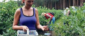 Beliebte Selbstpflücke.