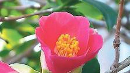 Camellia japonica ist in den Lorbeerwäldern Südjapans zu Hause.
