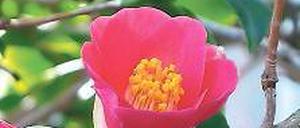 Camellia japonica ist in den Lorbeerwäldern Südjapans zu Hause.
