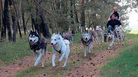 Ohne Schnee. Wenn die weiße Pracht fehlt, dann kommen Wagen mit Rädern zum Einsatz. Damit trainieren die Schlittenhundeführer im Herbst und Frühling.
