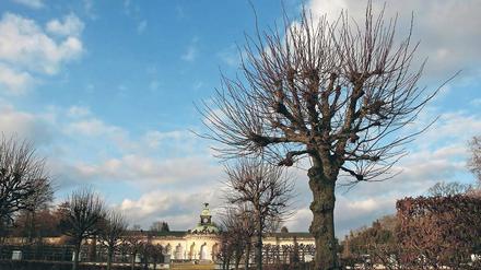 Kein Obst. Die 1958 gepflanzten Linden wurden jedes Jahr geschnitten.