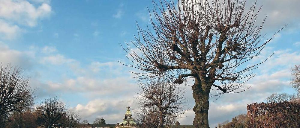 Kein Obst. Die 1958 gepflanzten Linden wurden jedes Jahr geschnitten.