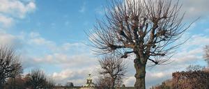 Kein Obst. Die 1958 gepflanzten Linden wurden jedes Jahr geschnitten.