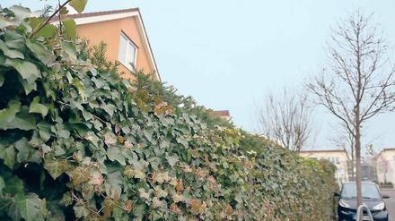 Blickdicht. Etwa 20 bis 30 Prozent der vom Rathaus festgestellten Verstöße gegen das Bauplanungsrecht gehen auf die falsche Höhe von Zäunen und Hecken im Ort zurück.