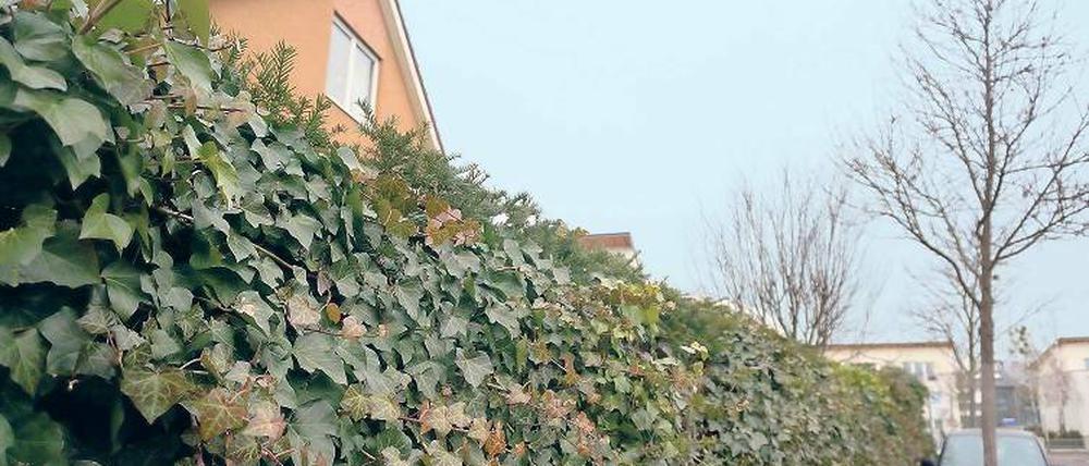 Blickdicht. Etwa 20 bis 30 Prozent der vom Rathaus festgestellten Verstöße gegen das Bauplanungsrecht gehen auf die falsche Höhe von Zäunen und Hecken im Ort zurück.