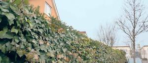 Blickdicht. Etwa 20 bis 30 Prozent der vom Rathaus festgestellten Verstöße gegen das Bauplanungsrecht gehen auf die falsche Höhe von Zäunen und Hecken im Ort zurück.