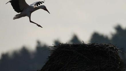 Er ist der erste Storch: "Kurtchen Rotschnabel".