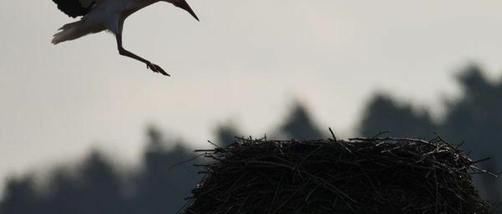 Er ist der erste Storch: "Kurtchen Rotschnabel".