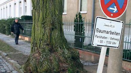 Bald Brennholz. In der Semmelweisstraße sollen fast alle Bäume gefällt werden. Viele Anwohner finden das gut, denn durch das Wurzelwerk gibt es Schäden an den Häusern. Nach der Sanierung sollen neue Bäume gepflanzt werden.