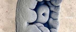 Seltsame Gebilde. „Growth“ von Michael Wagner.