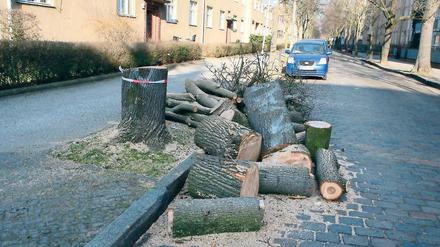 Alt und krank. Dieser Baum in der Hans-Sachs-Straße wurde gefällt.