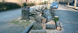 Alt und krank. Dieser Baum in der Hans-Sachs-Straße wurde gefällt.