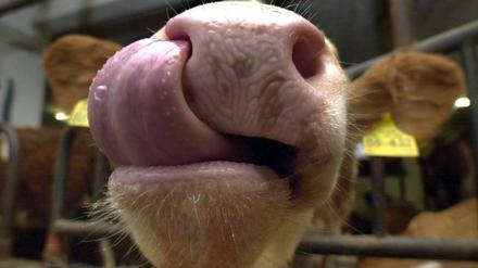 Lecker Steak? Die Rinderseuche BSE ist wieder da.