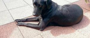 Saubere Schnauze. Auch im Fell gab es keine Rehhaare, sagen die Besitzer.
