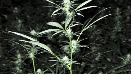 Wächst nicht nur in freier Wildbahn, sondern auch in der heimischen Wohnung: Cannabis.