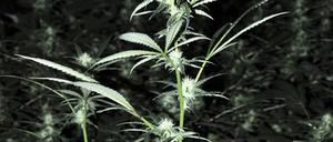 Wächst nicht nur in freier Wildbahn, sondern auch in der heimischen Wohnung: Cannabis.