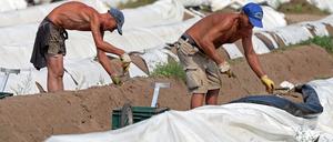 Sie kamen nach Kremmen - um für einen Hungelohn Spargel zu stechen. Dann wurden drei Polen im Mail von einem Mob gefesselt und geschlagen. Ein klarer Fall von Selbstjustiz.