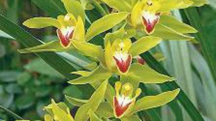 Fettig. Die Cymbidium-Blüte.