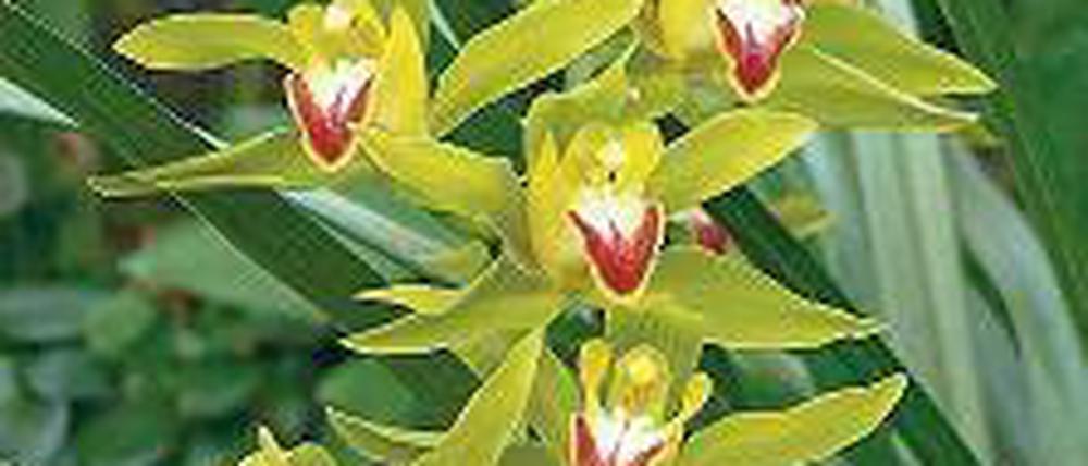 Fettig. Die Cymbidium-Blüte.