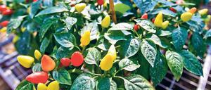 Chilizucht in der Wohnung. Tilo S. hat damit aufgehört.