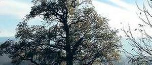 Stämmig. Eine Traubeneiche .