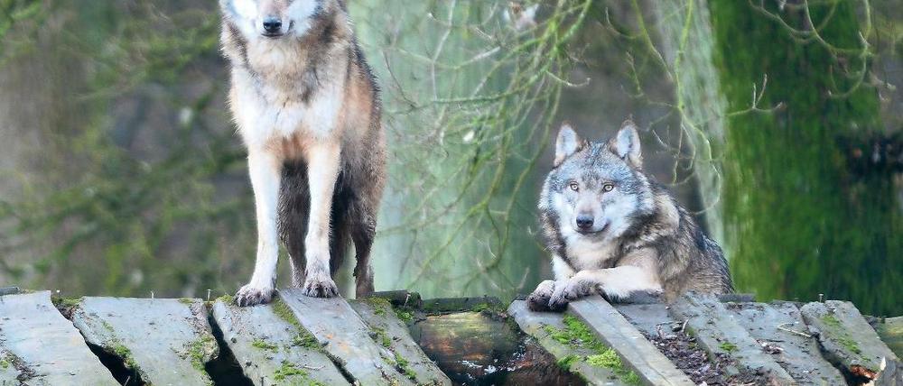 Fotografiert: Aufnahmen von Wölfen waren im Treffpunkt Freizeit zu sehen.