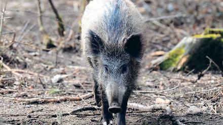 Eindringling im Garten: Mehr Wildschweine in Berliner Wohngebieten.