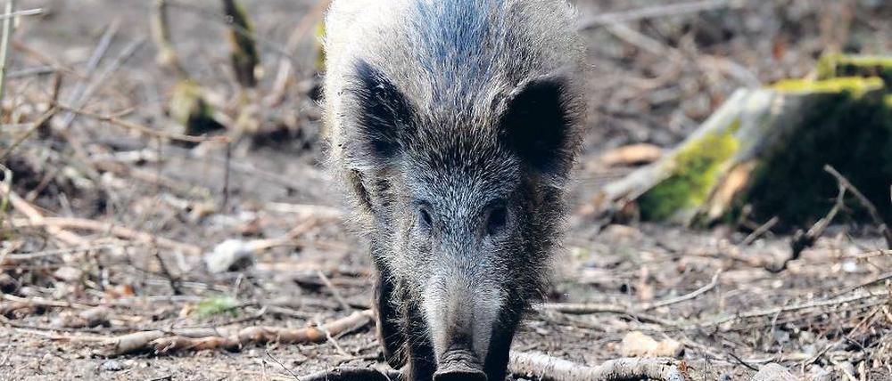Eindringling im Garten: Mehr Wildschweine in Berliner Wohngebieten.