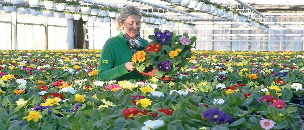 Farbenpracht. Floristin Michaela Grünberg im Langerwischer Rosengut. Im Gewächshaus sind es 15 Grad Celsius.