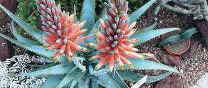 Eleganter Wuchs. Die Buch-Aloe ist pflegeleicht und blüht ohne Probleme.