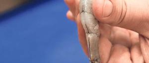 Gut mit Lakritz. Fisch verträgt auch süße Gewürze, sagt uns der Geschmack.