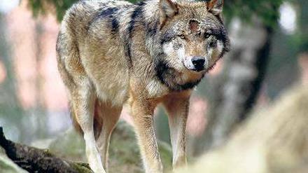 Auf der Pirsch. Nicht jeder freut sich über die Rückkehr des Wolfes.
