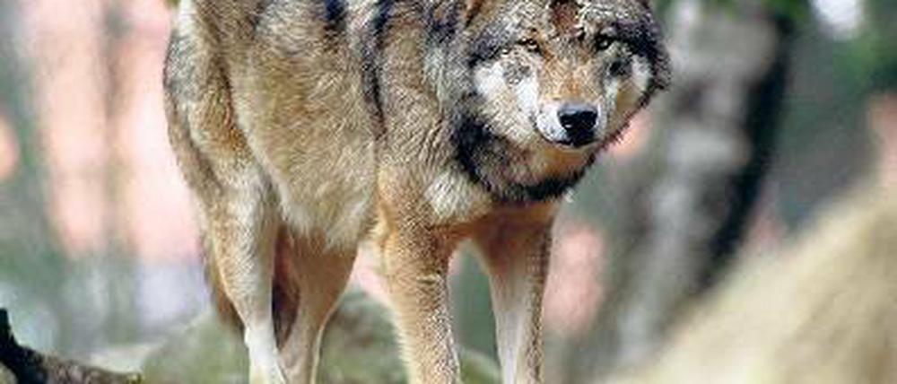 Auf der Pirsch. Nicht jeder freut sich über die Rückkehr des Wolfes.
