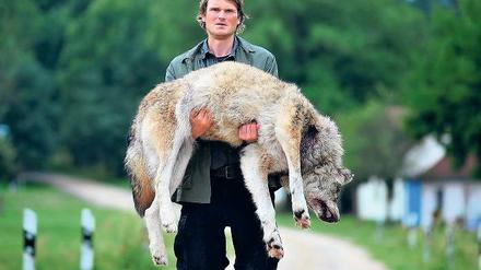 Schuss in der Nacht. Wolfsbeobachter Stefan Waldner trägt im neuen Polizeiruf 110: Wolfsland einen illegal erschossenen Wolf zum Haus von Jagdpächterin und Schlossherrin Elisabeth von Taupitz. Wie in der Realität auch spaltet die Rückkehr der Wölfe die Dorfgemeinschaft in dem kleinen brandenburgischen Ort Kaskow.